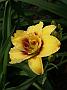 Hemerocallis Mount Helena1_Groms 1985